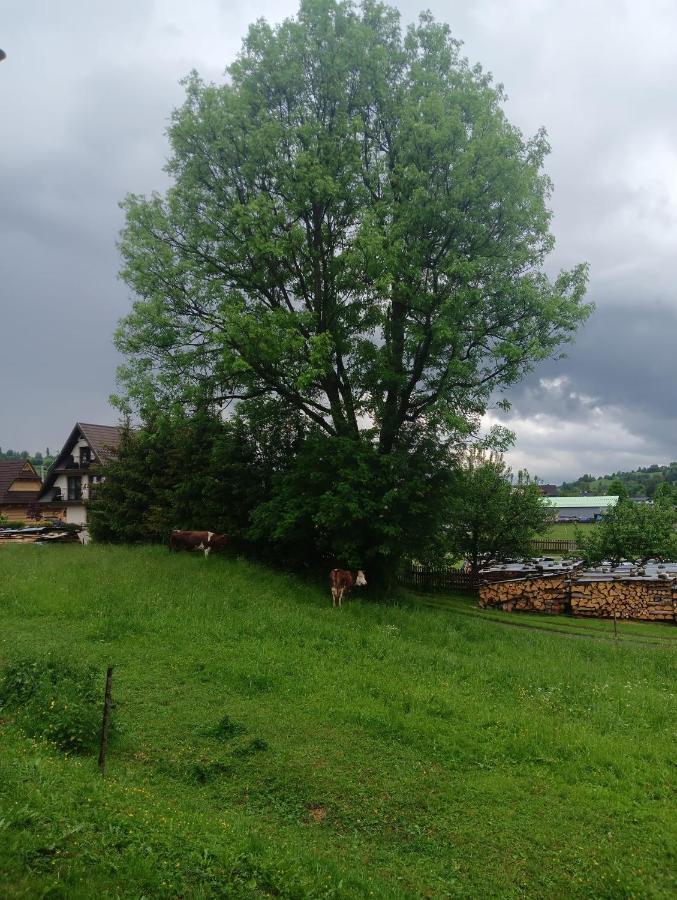Apartament Skorusinka W Poblizu Chocholowskich Term Witów Zewnętrze zdjęcie